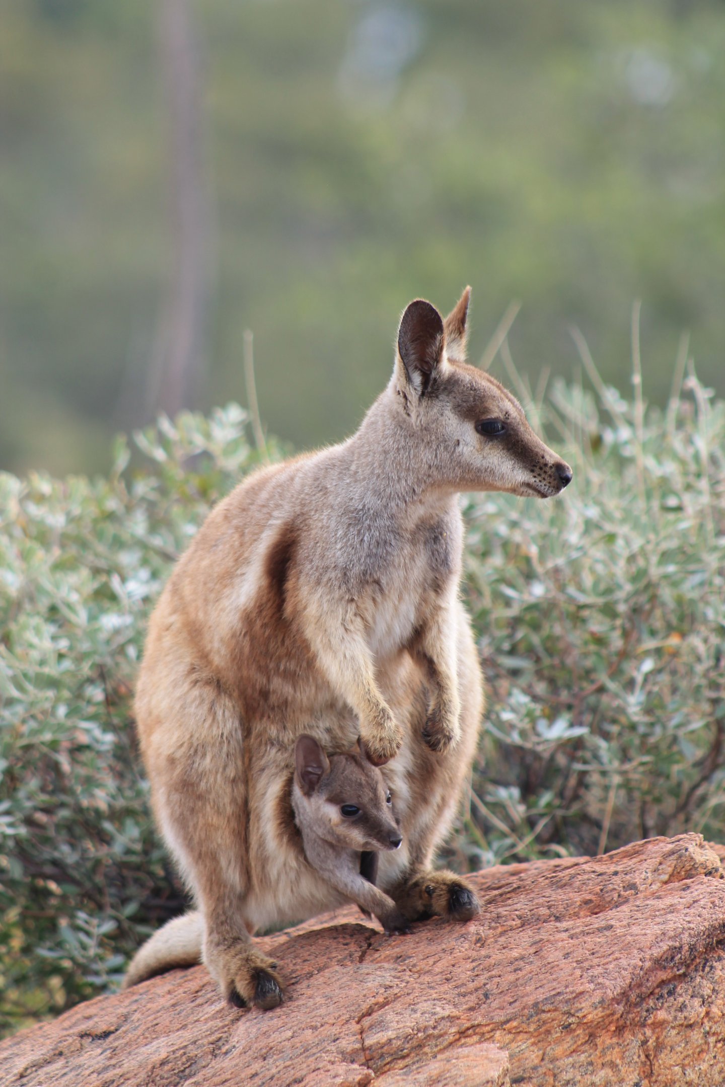 Black-flanked Rock Wallaby (Petrogale lateralis)