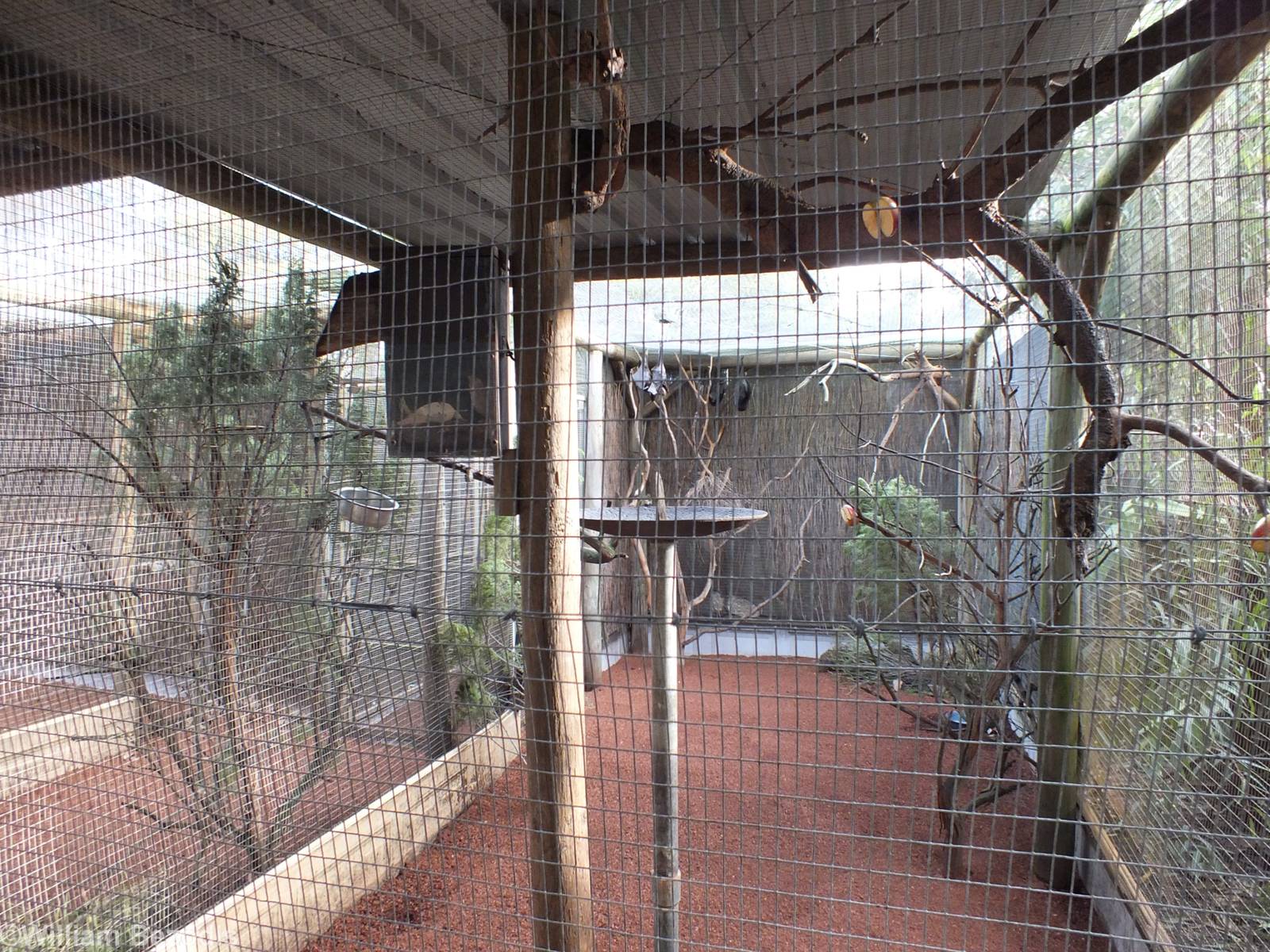 Black Flying-fox and Sugar Glider Encosure - Caversham Wildlife Park