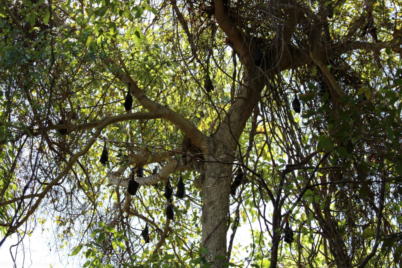 Black Flying Fox Colony - Kakadu