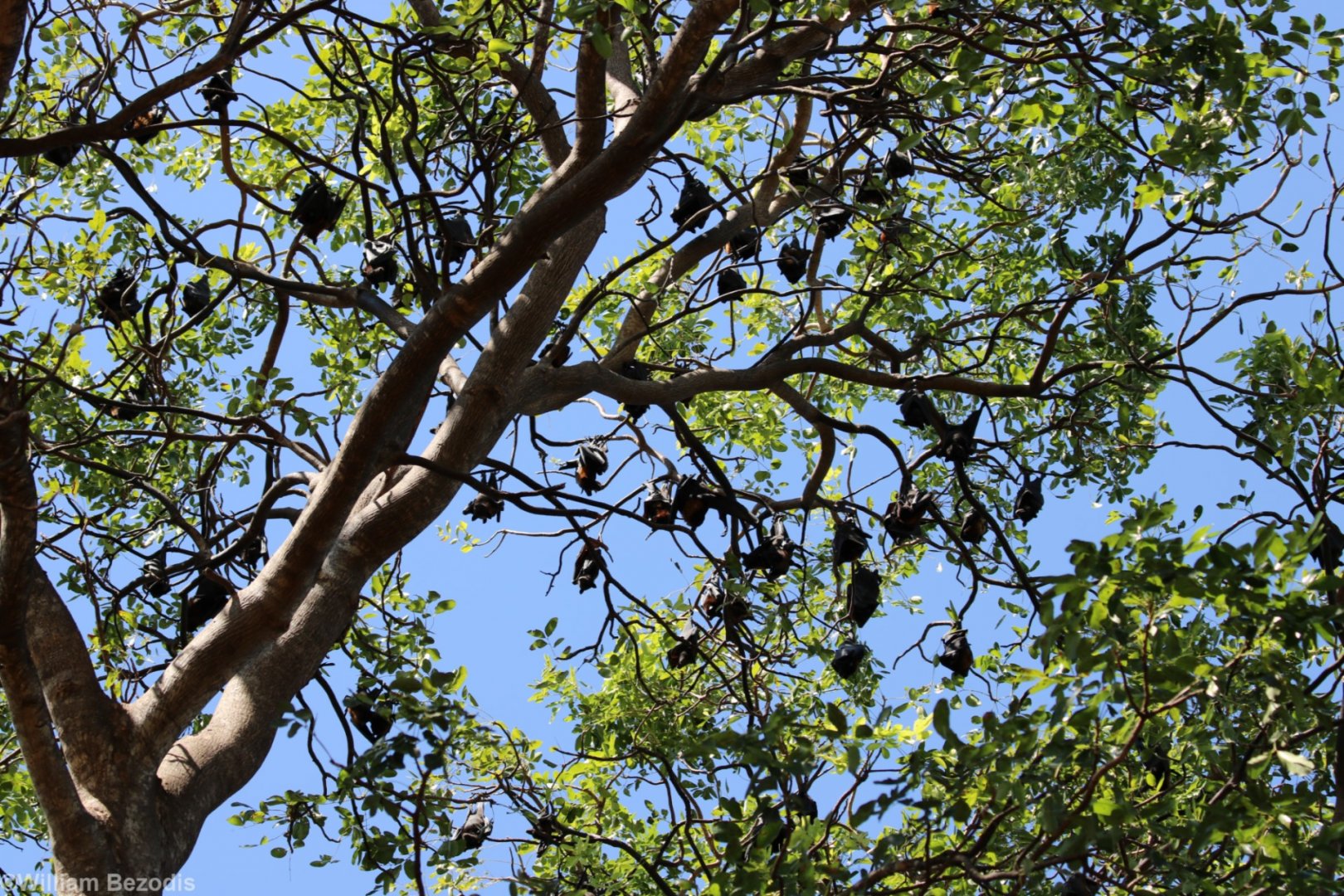 Black Flying Fox Colony - Pine Creek