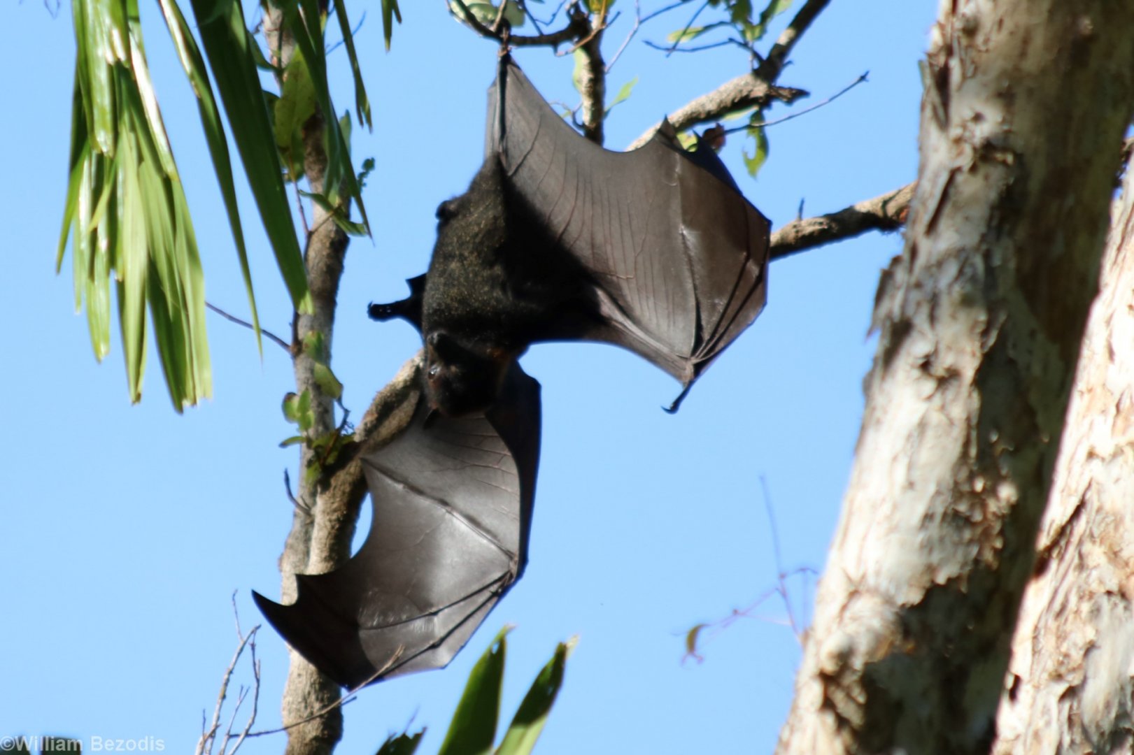 Black Flying Fox - Litchfield National Park