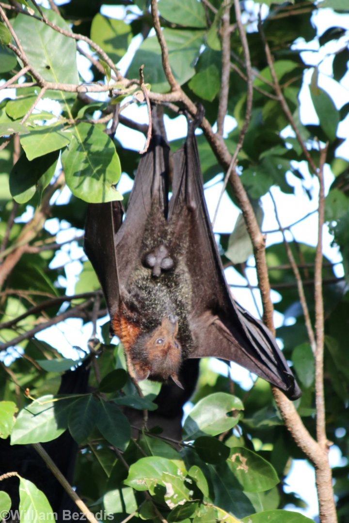 Black Flying Fox - Litchfield National Park