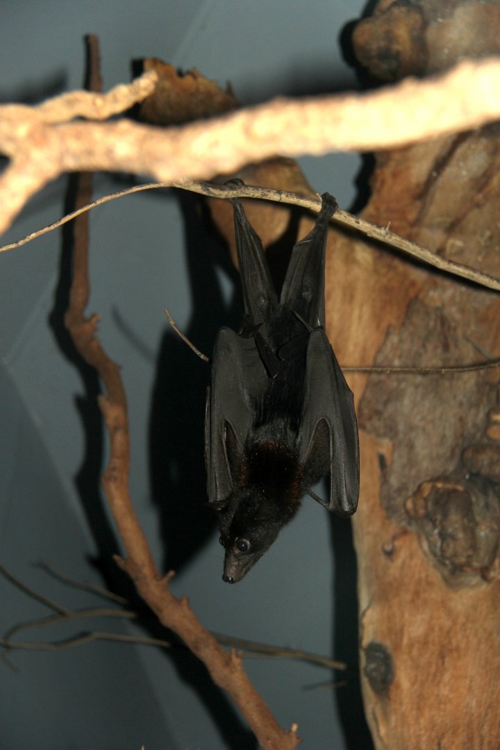 black flying fox or black fruit bat (Pteropus alecto)