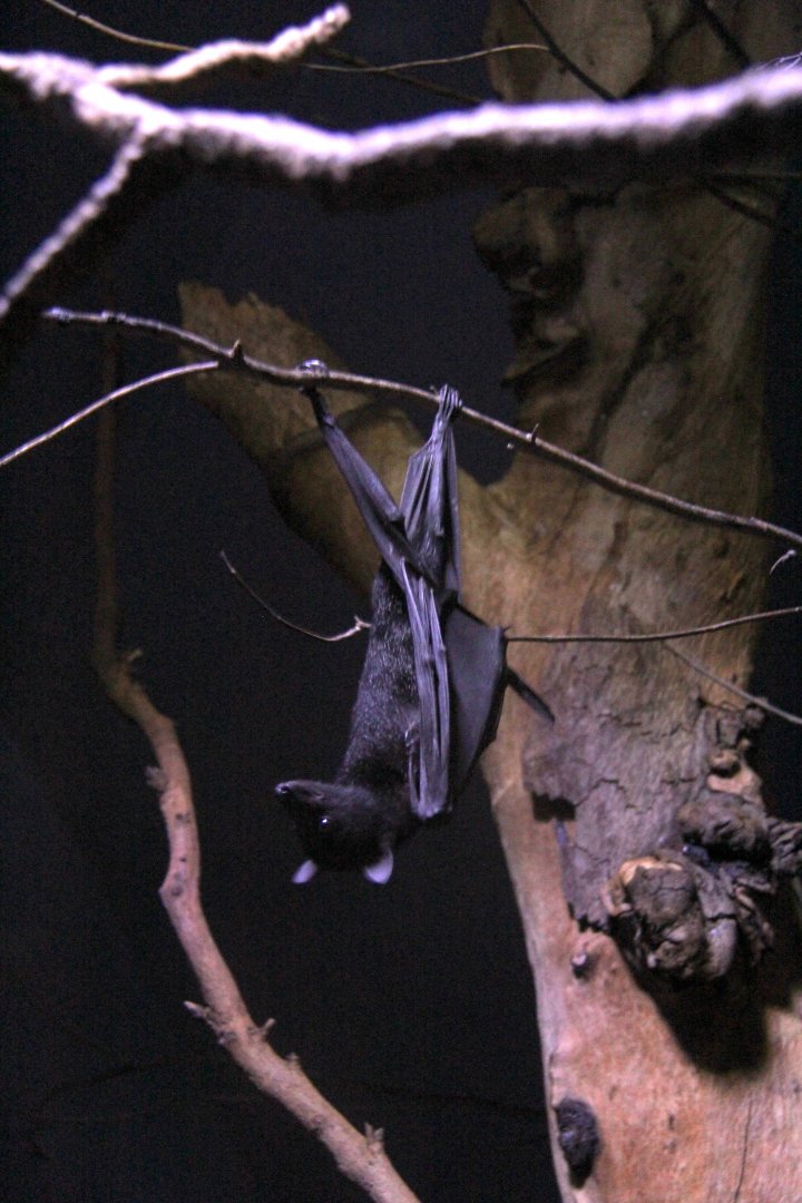 black flying fox or black fruit bat (Pteropus alecto)