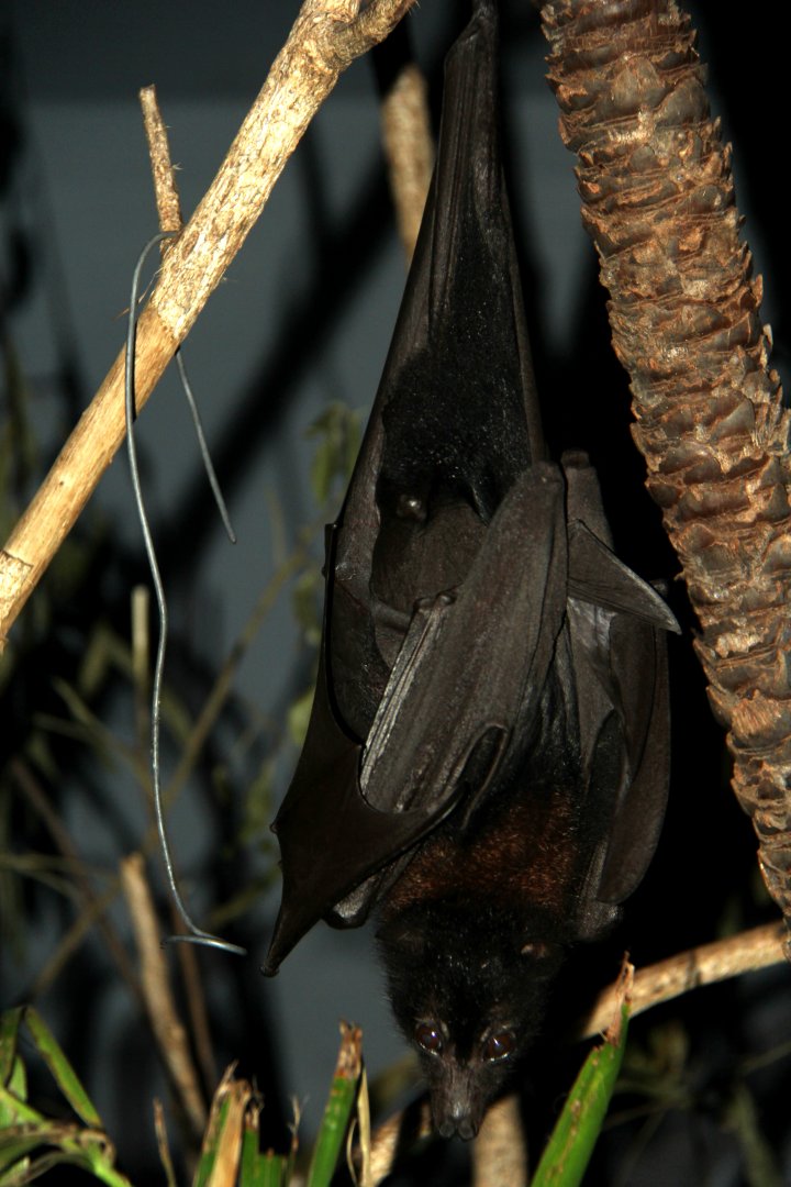 black flying fox or black fruit bat (Pteropus alecto)