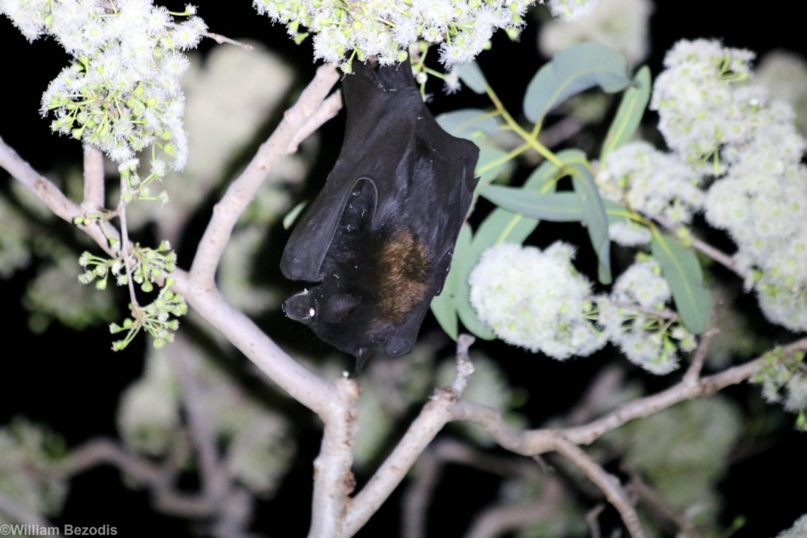 Black Flying Fox - Pine Creek