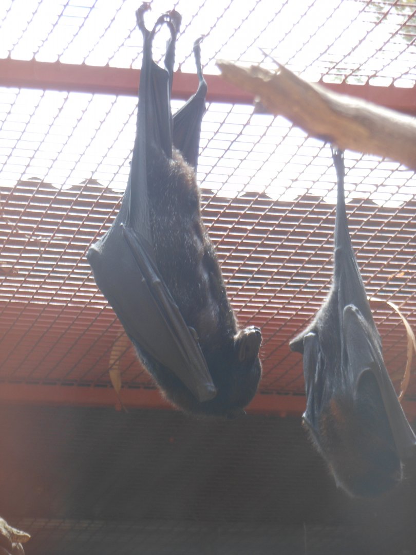 Black Flying-fox (Pteropus alecto)