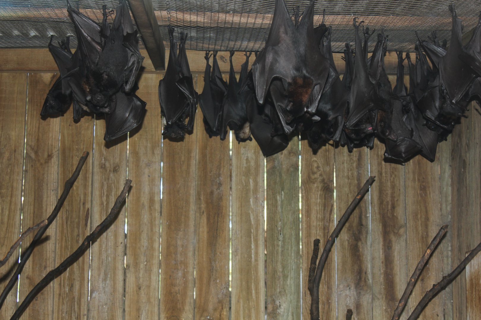 Black Flying-fox (Pteropus alecto)