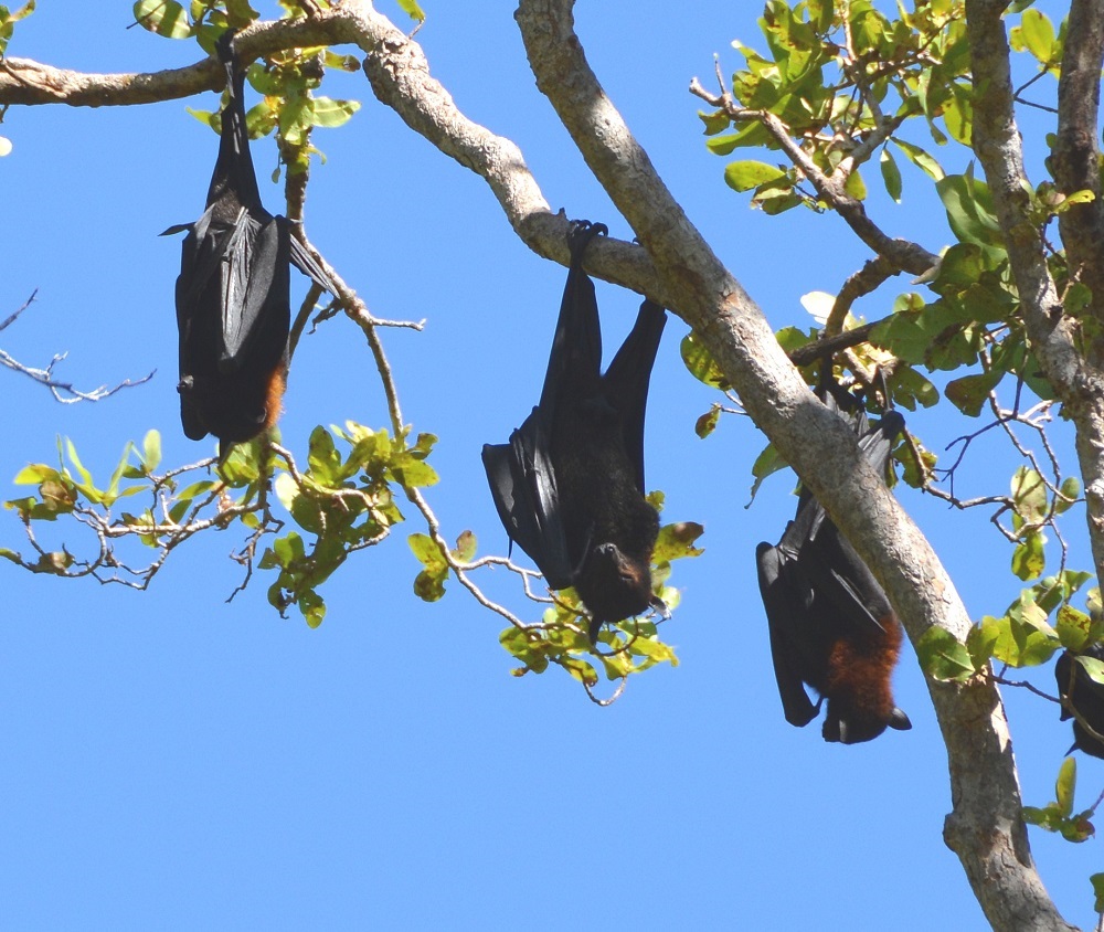 Black flying fox   Pteropus alecto