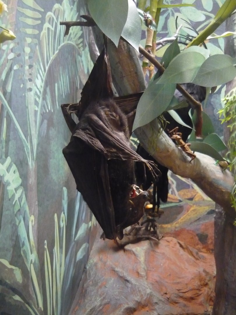 Black flying fox