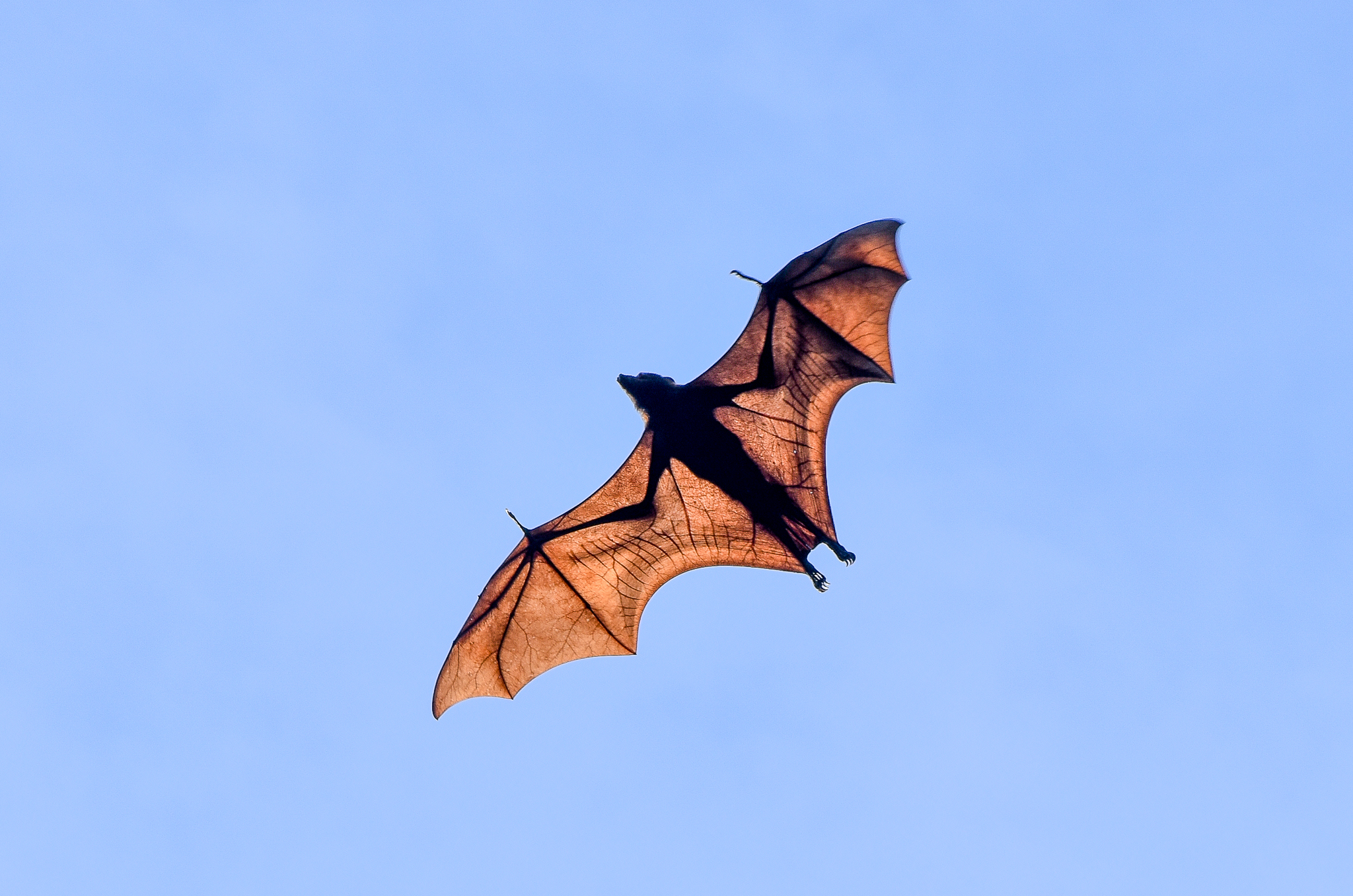 Black Flying Fox