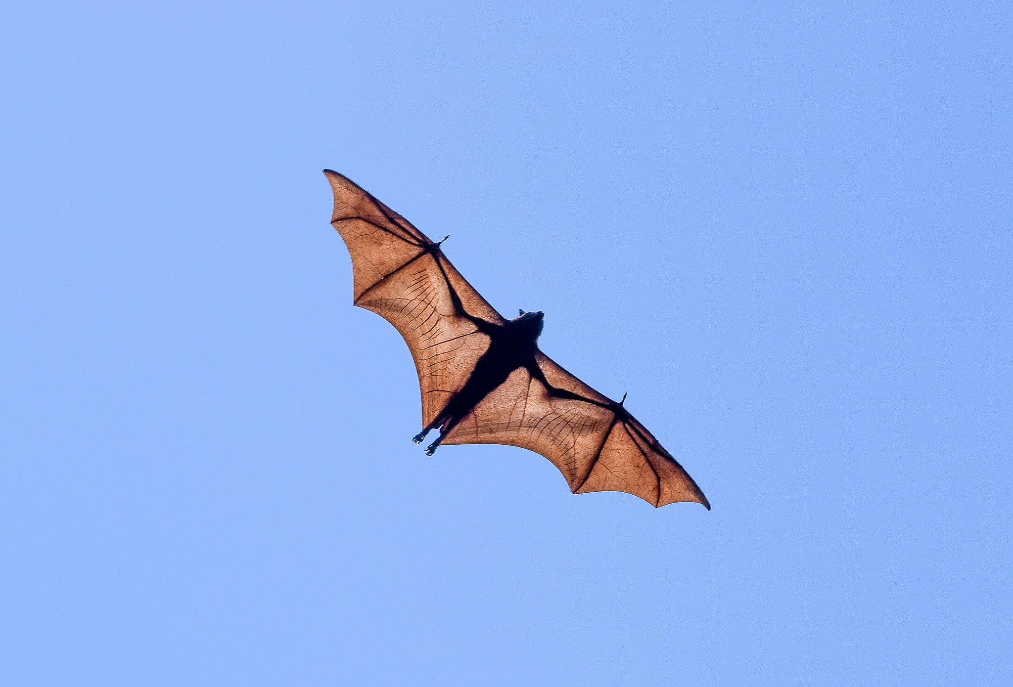 Black Flying Fox