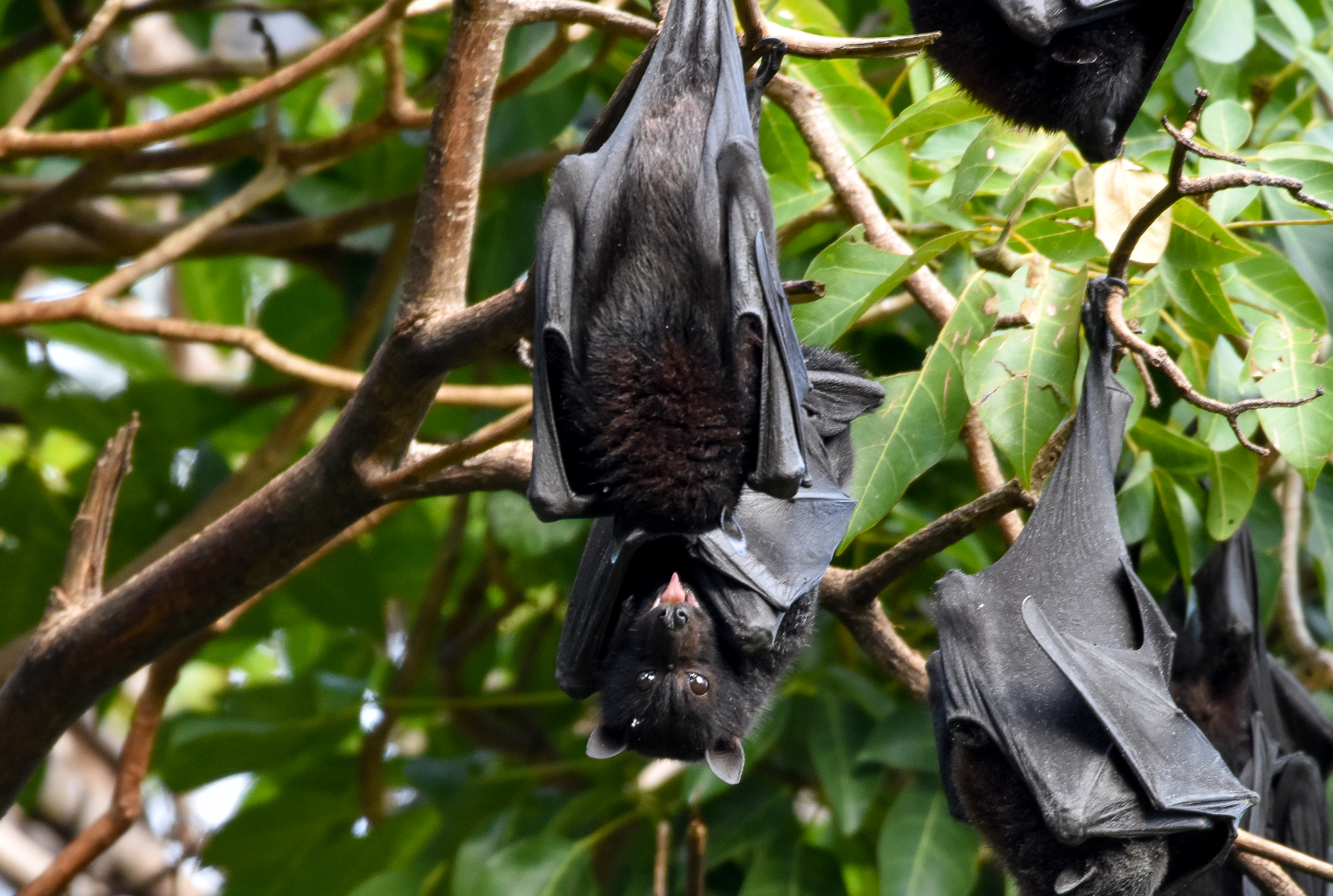 Black Flying-Fox