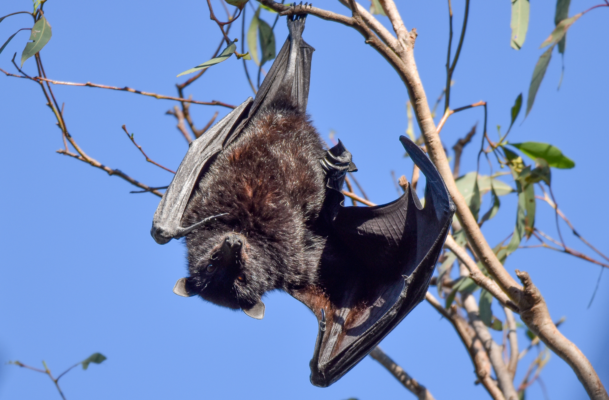 Black Flying Fox