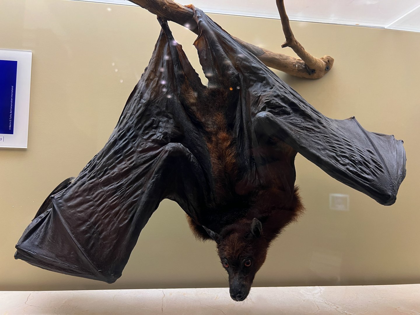 Black Flying Fox