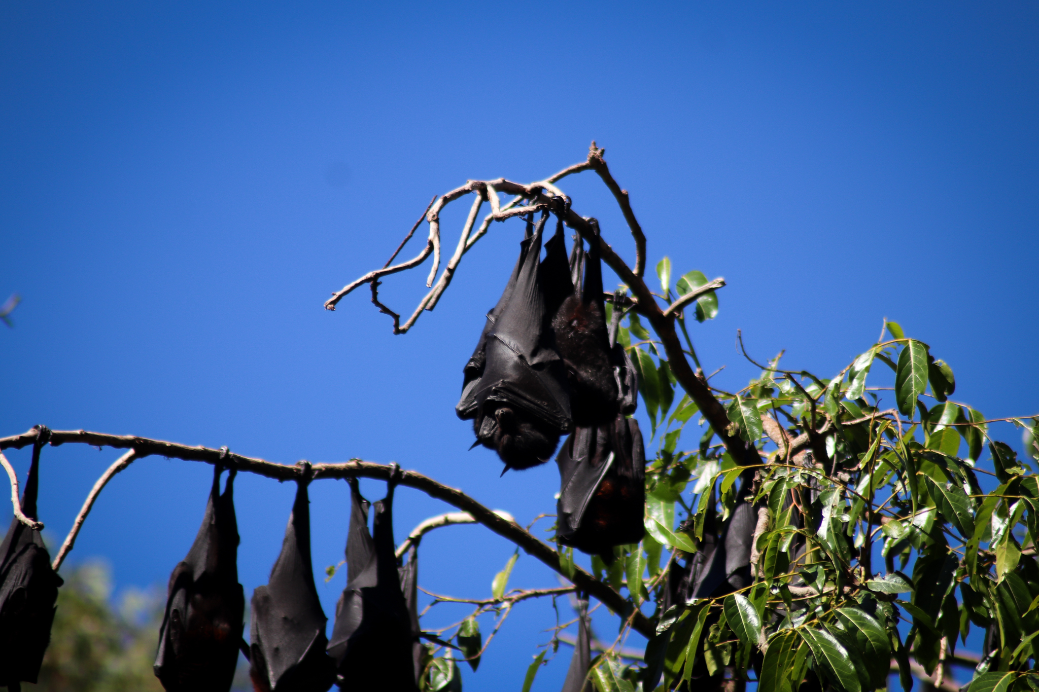 Black Flying Foxes (Pteropus alecto)