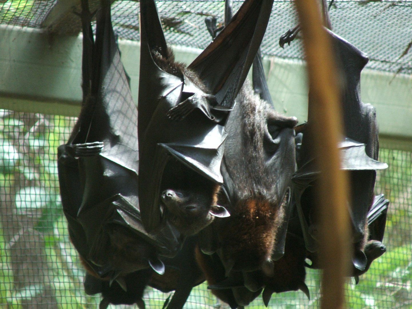 Black Flying-Foxes