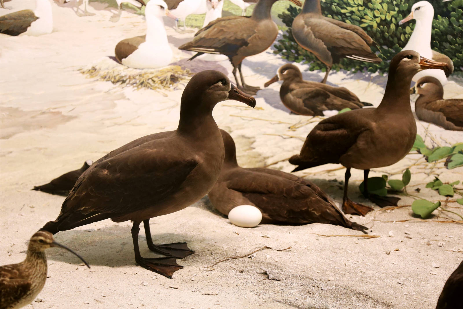 Black-footed albatross (Phoebastria nigripes)