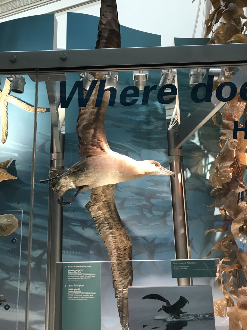 Black-Footed Albatross