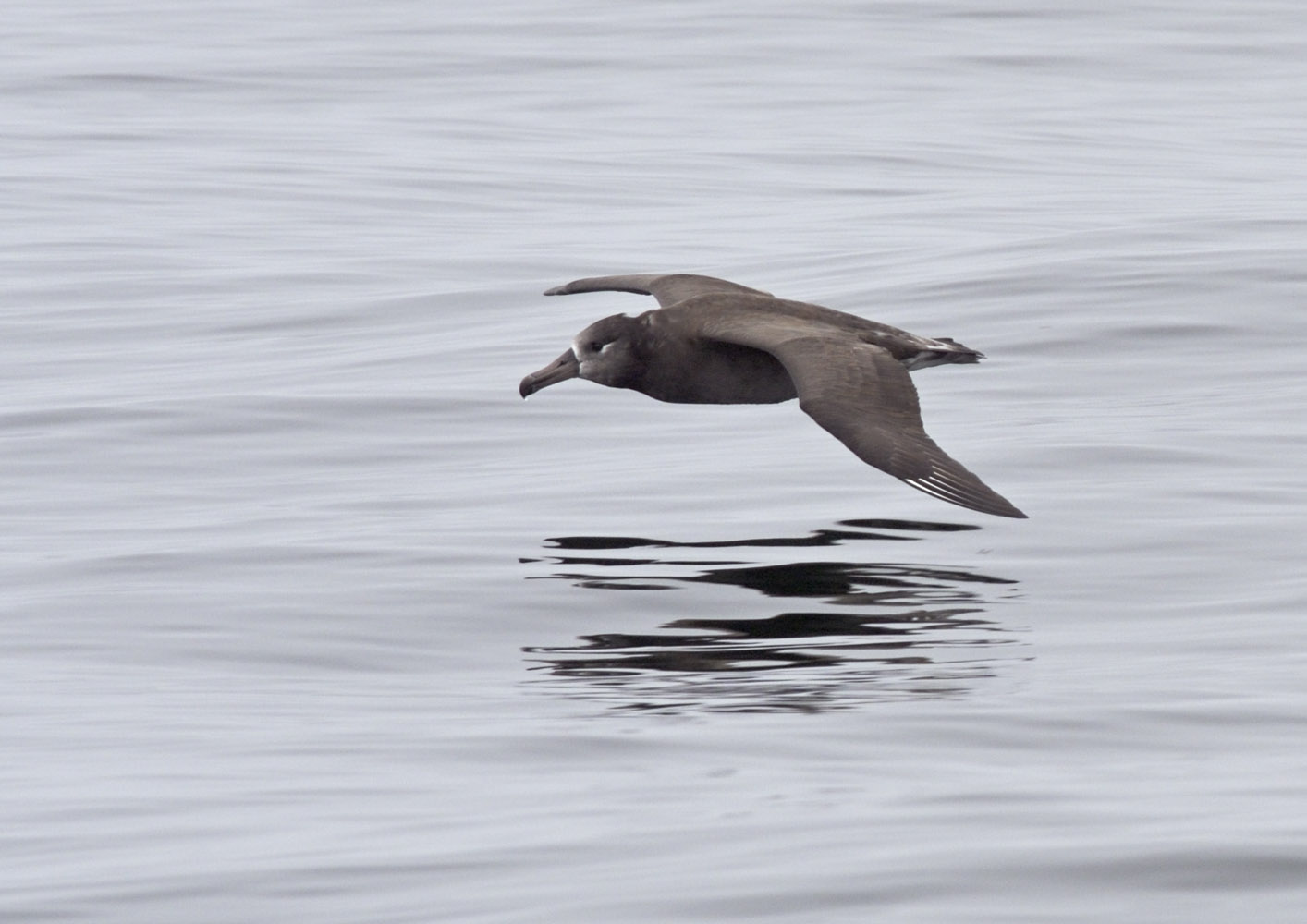 Black-footed albatross
