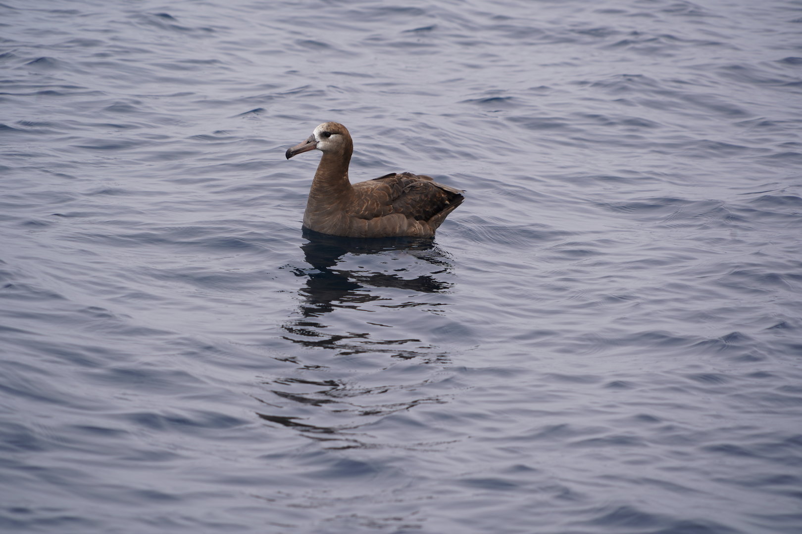 Black-footed albatross