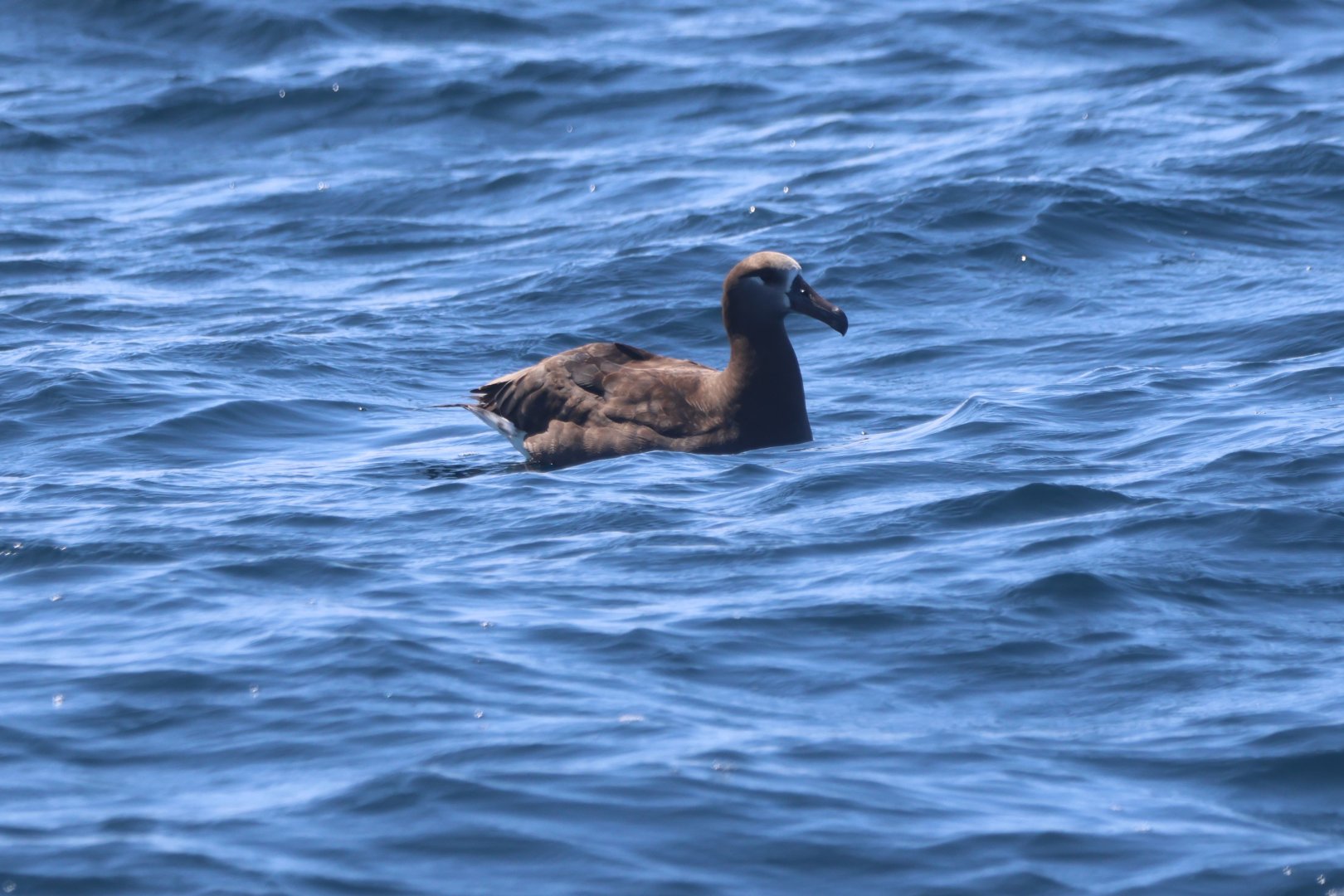 Black-Footed Albatross