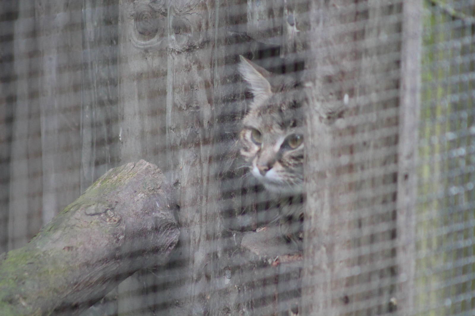 Black Footed Cat - 1st June 2013