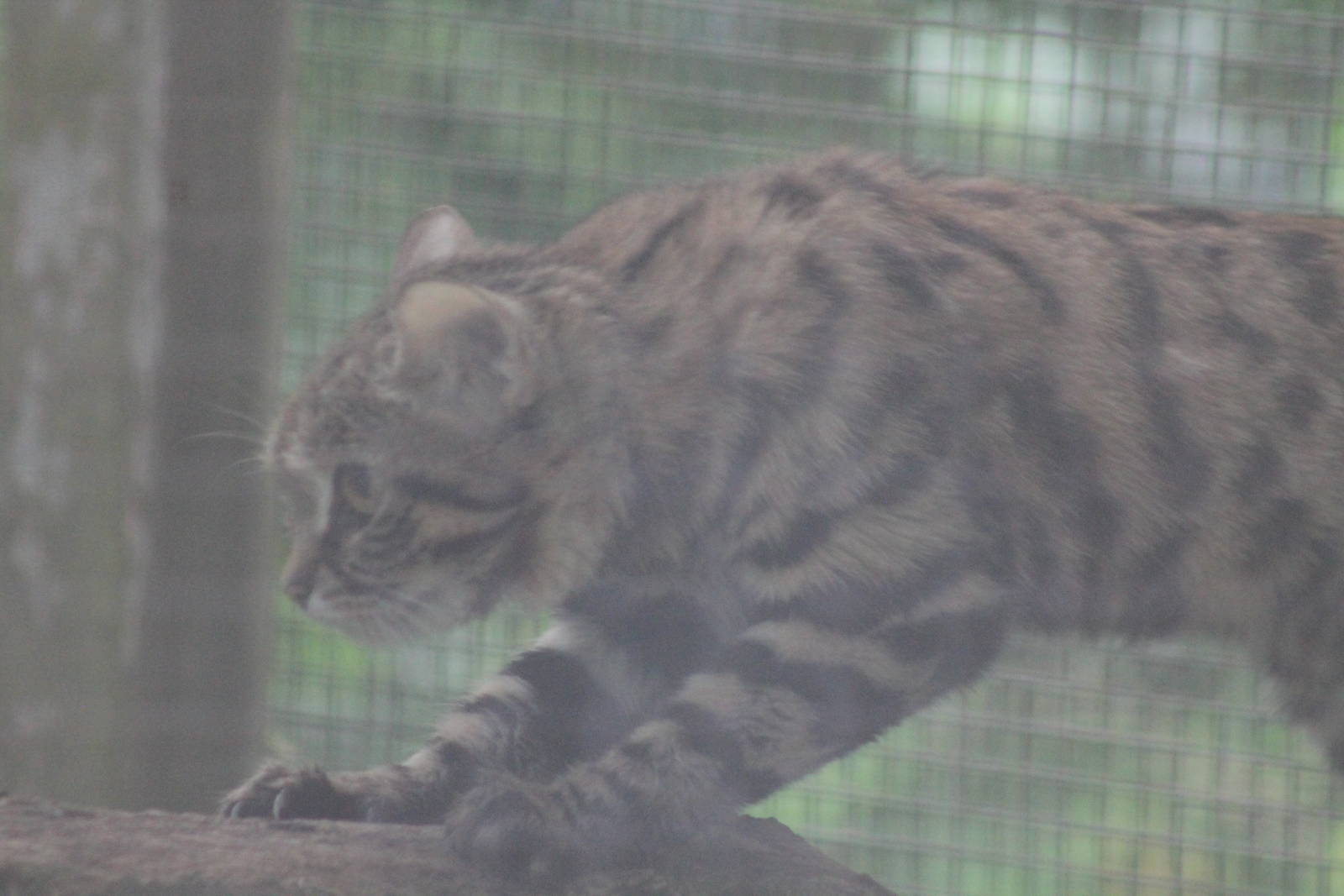 Black Footed Cat - 1st June 2013