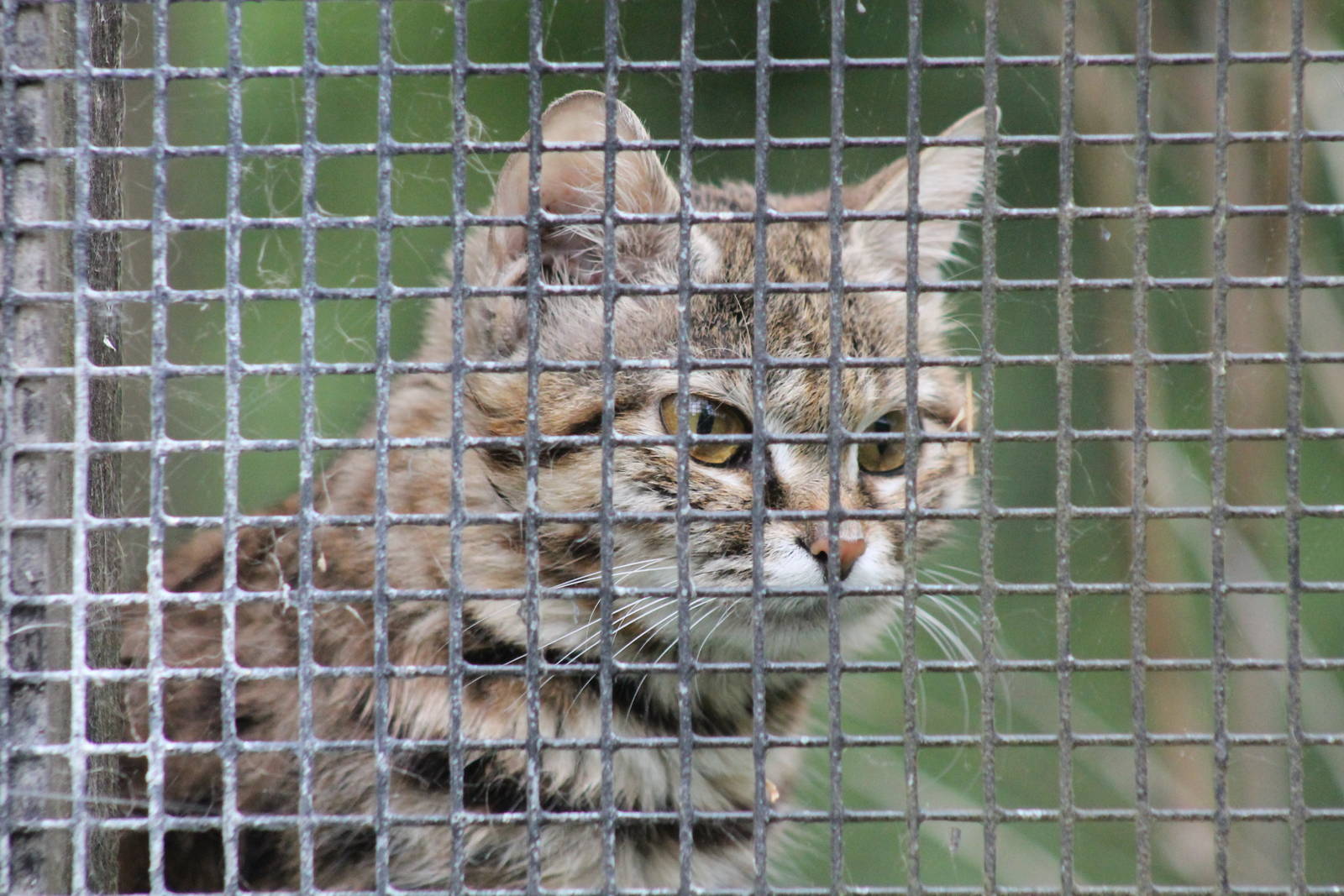 Black Footed Cat - 1st June 2013