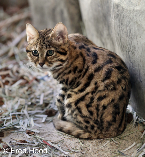 black footed cat (4 months)