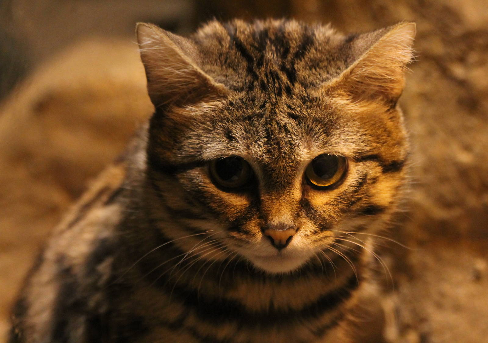 Black-footed cat - Butch