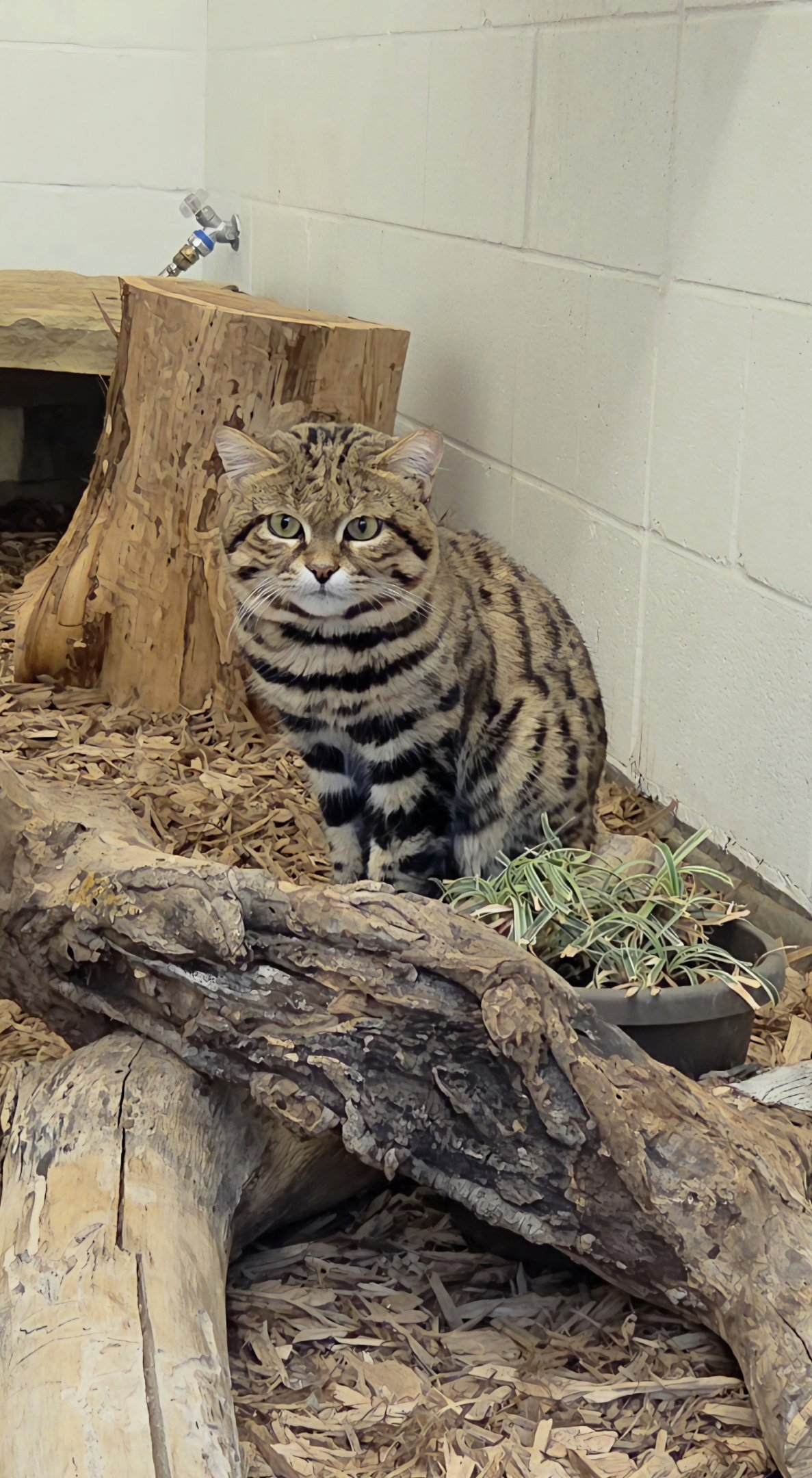 Black-Footed Cat - Cameron Park Zoo