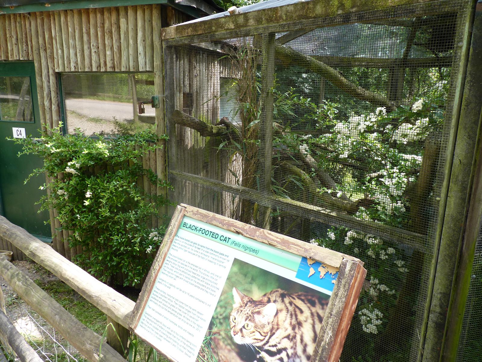 Black-Footed Cat Enclosure