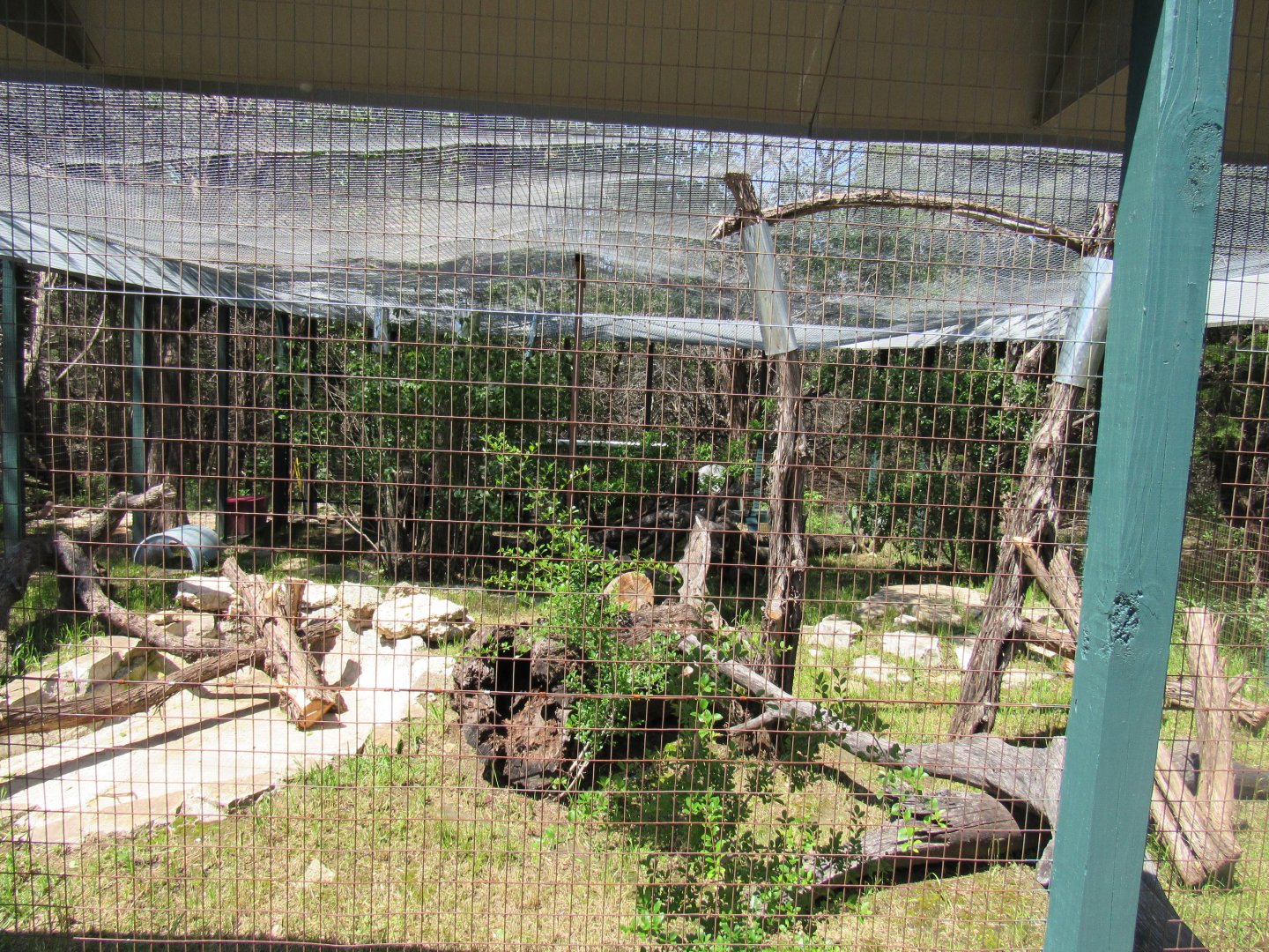 Black Footed Cat Enclosure