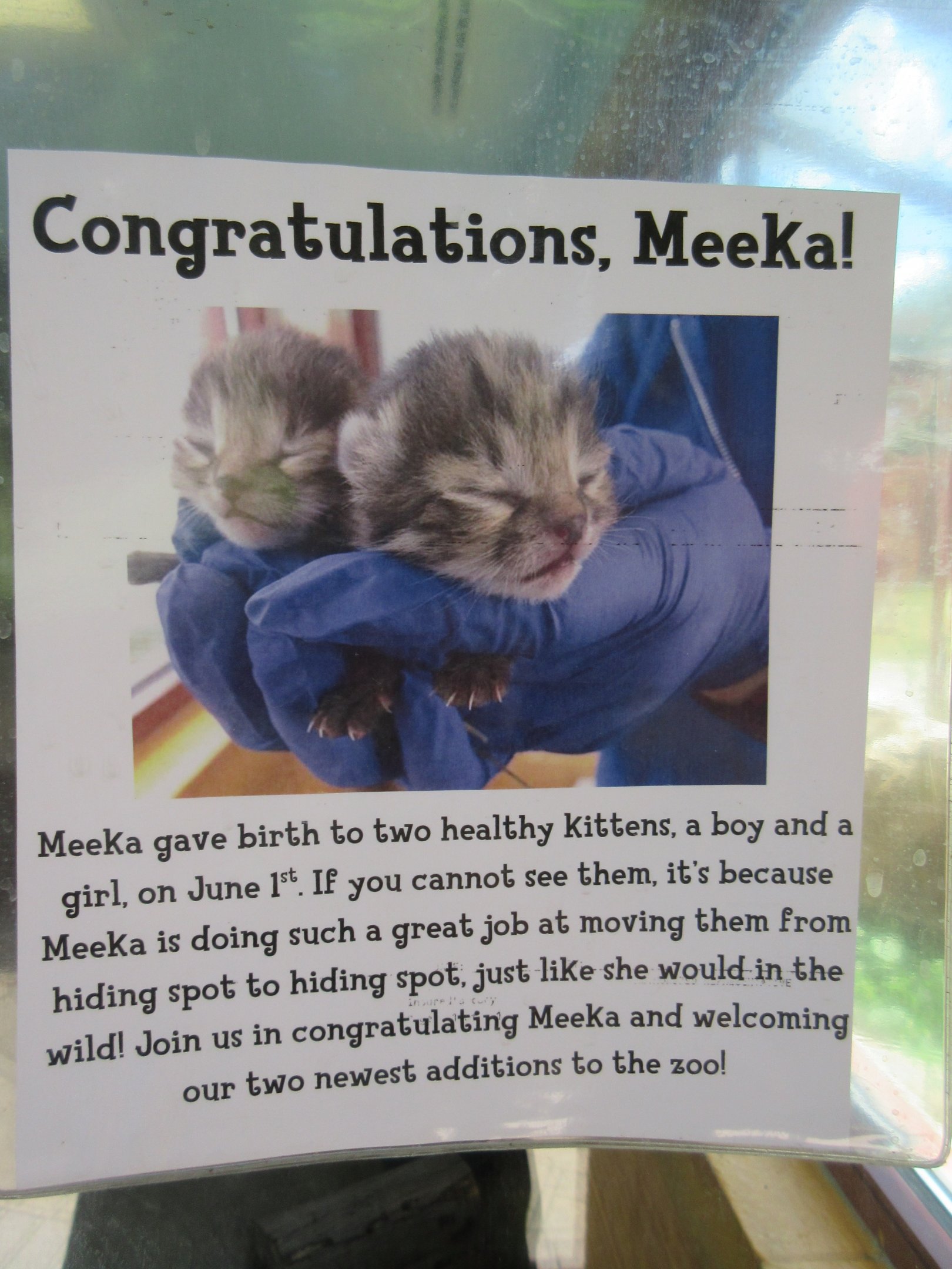 Black-footed Cat Exhibit - Sign