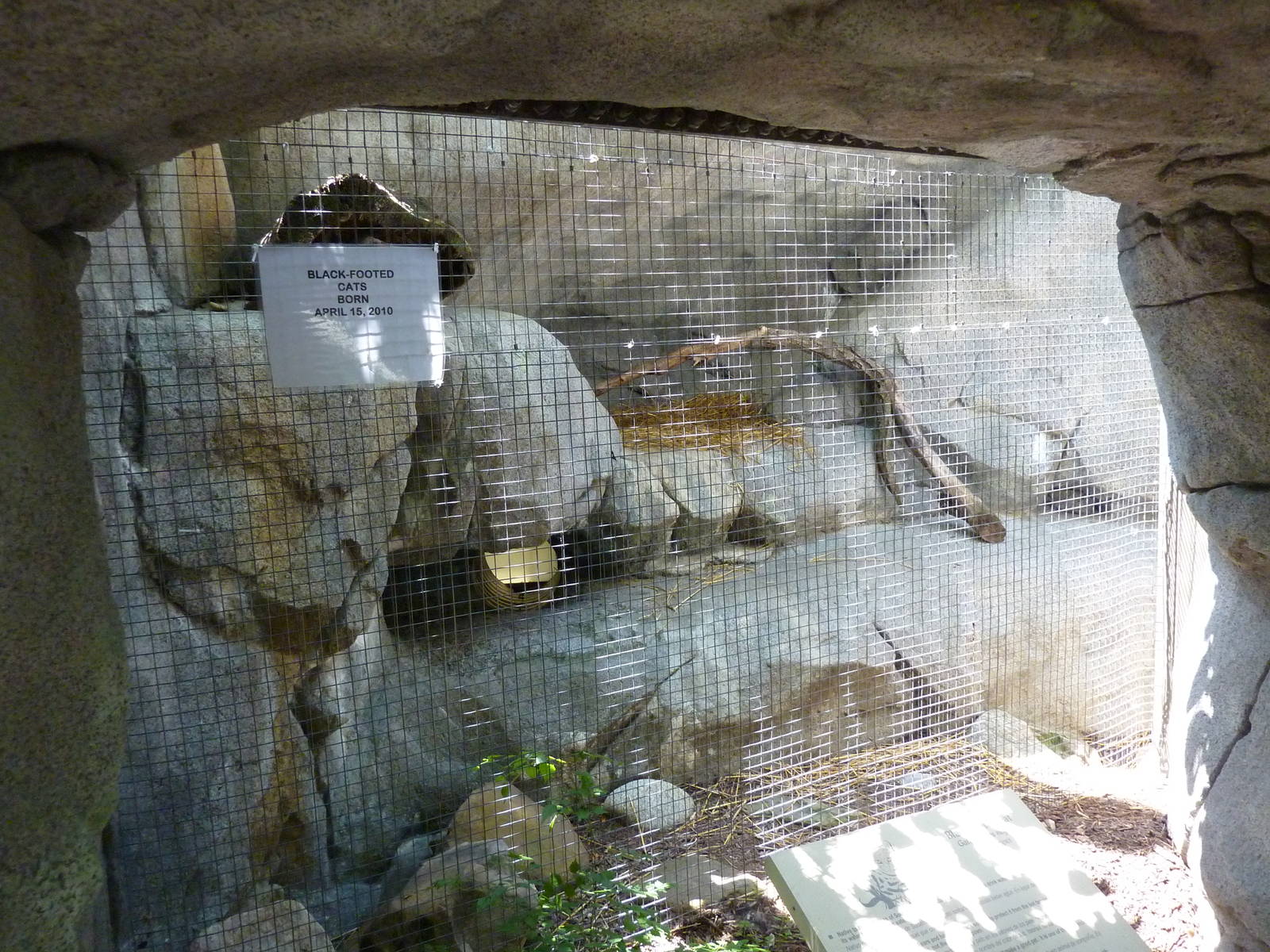Black-Footed Cat Exhibit