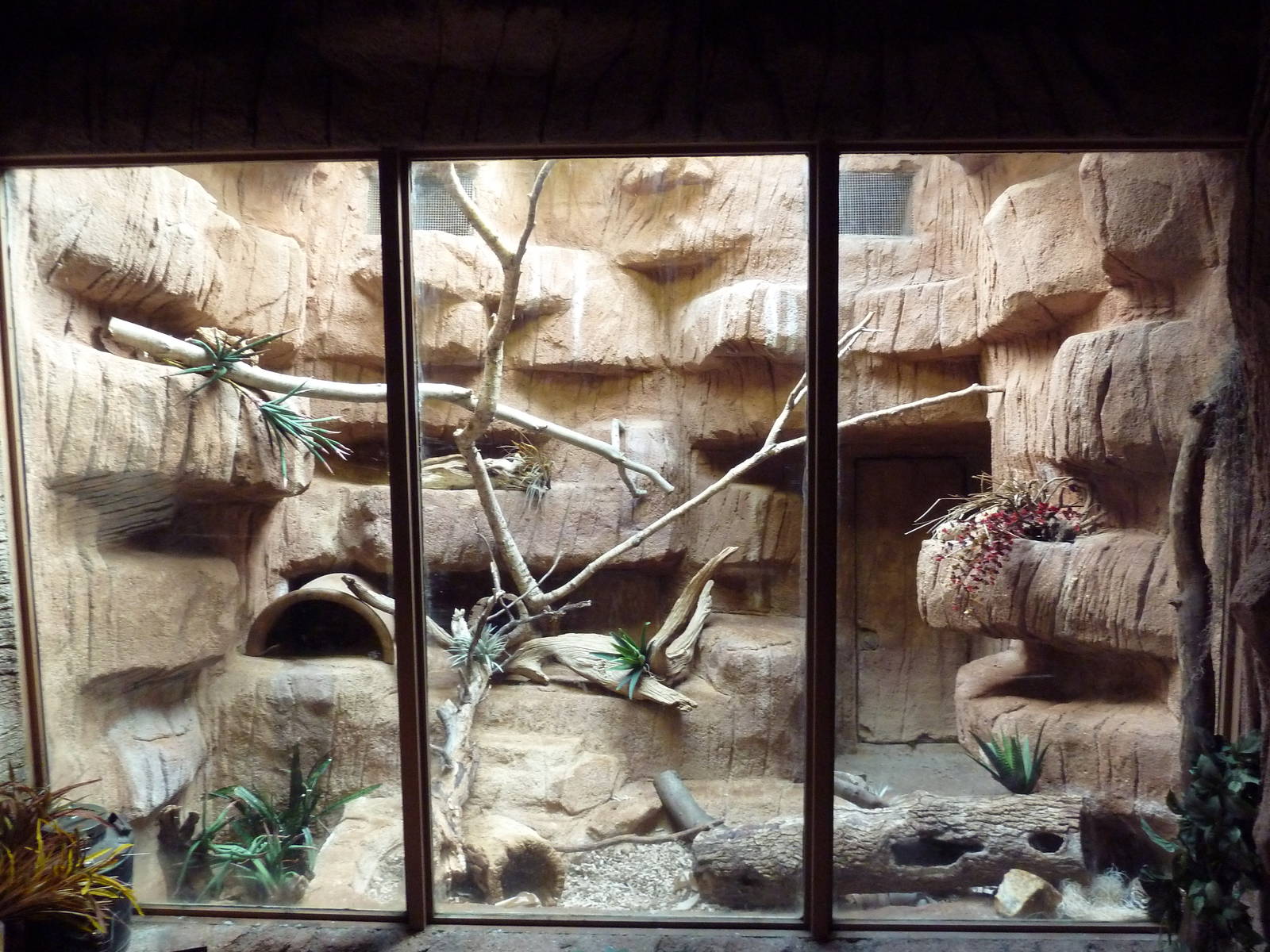 Black-Footed Cat Exhibit