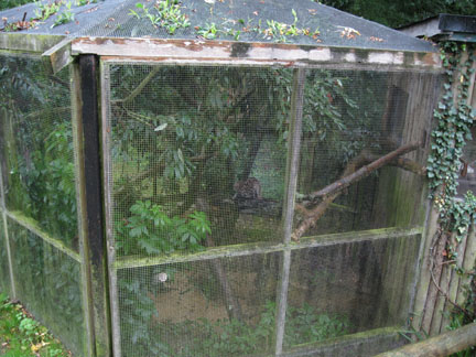 black footed cat exhibit