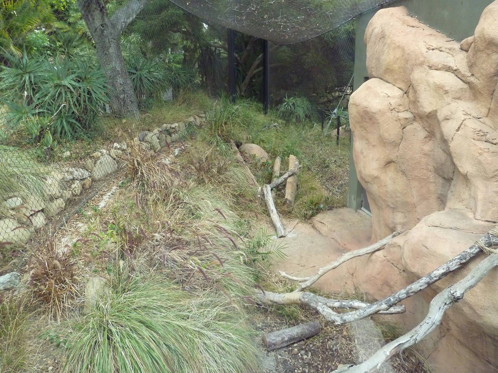 Black-Footed Cat Exhibit
