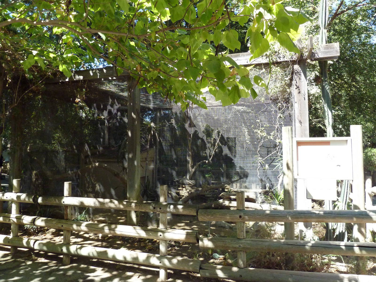 Black-Footed Cat Exhibit