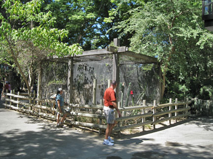 black footed cat exhibit