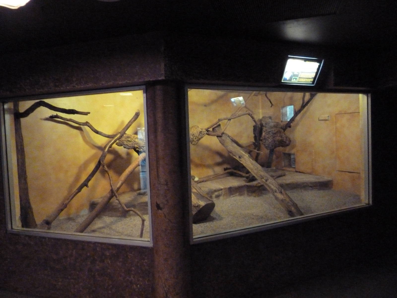 Black-Footed Cat Exhibit