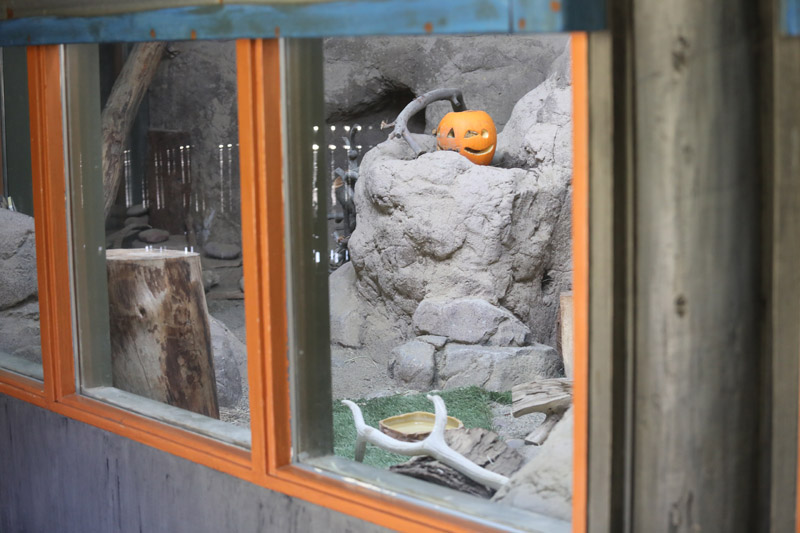 black footed cat exhibit