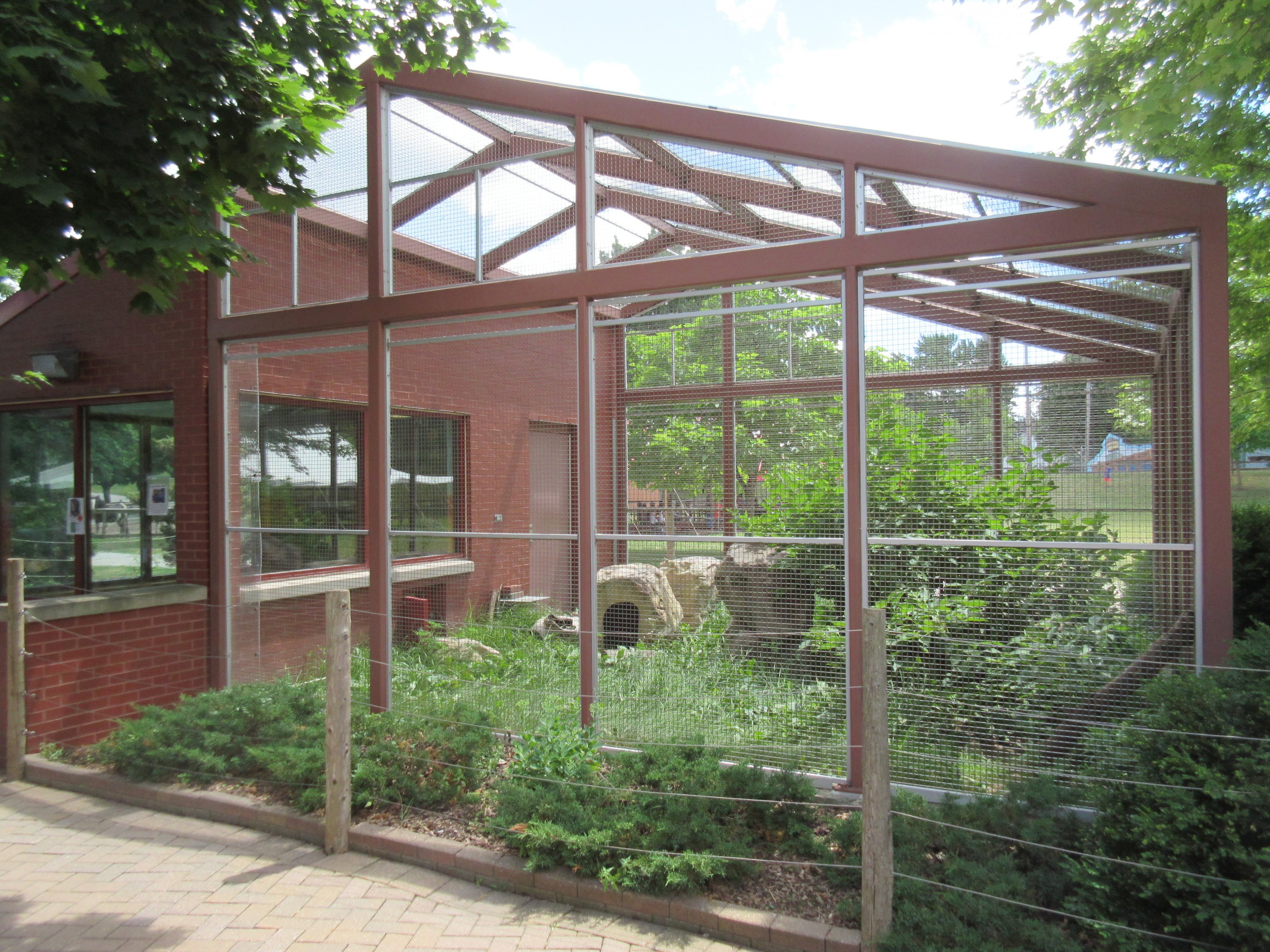 Black-footed Cat Exhibit