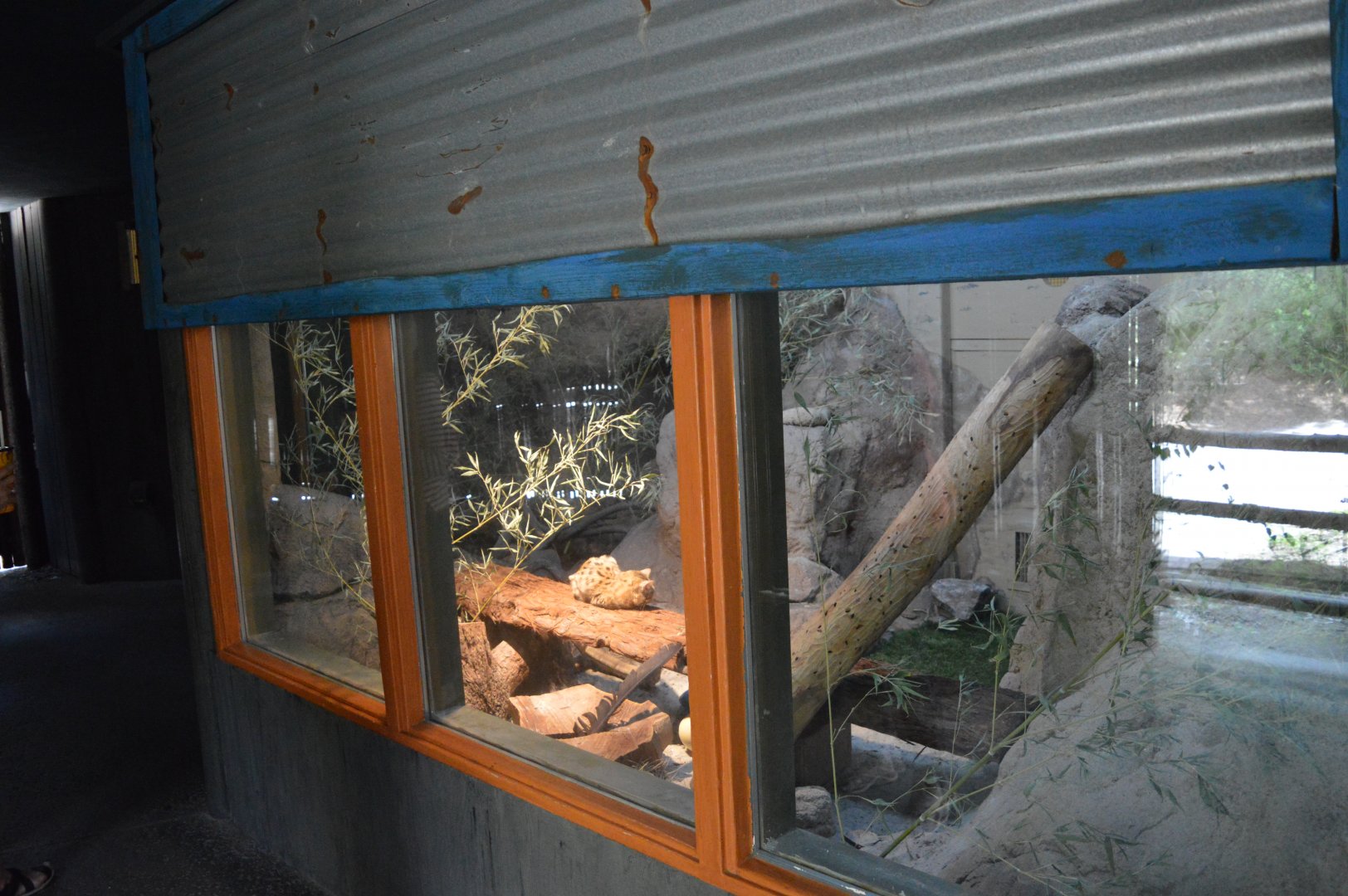 Black-Footed Cat Exhibit