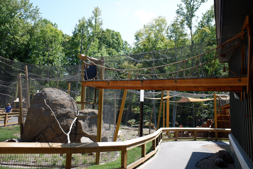 black footed cat exhibit