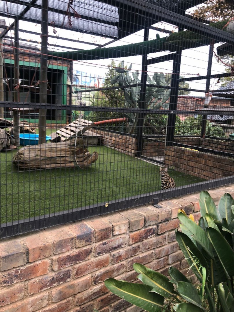Black-Footed Cat Exhibit