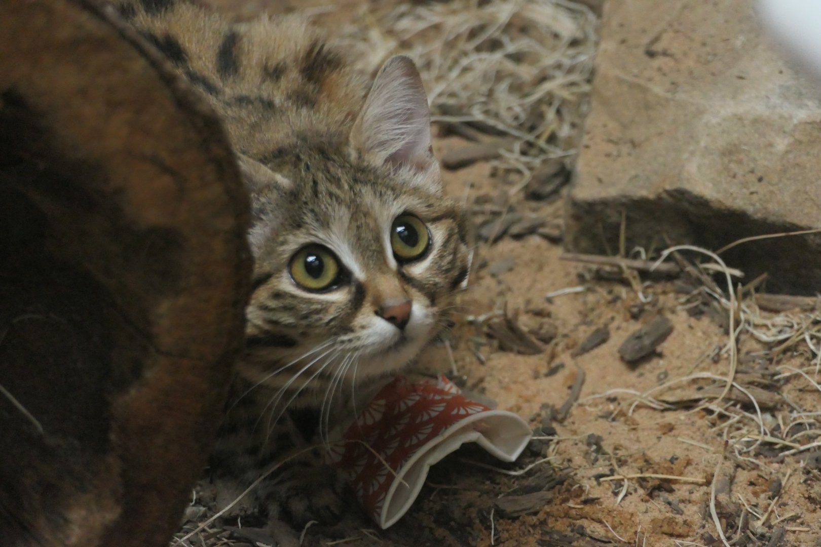 Black-footed Cat - Felis nigripes - Conservation Outpost