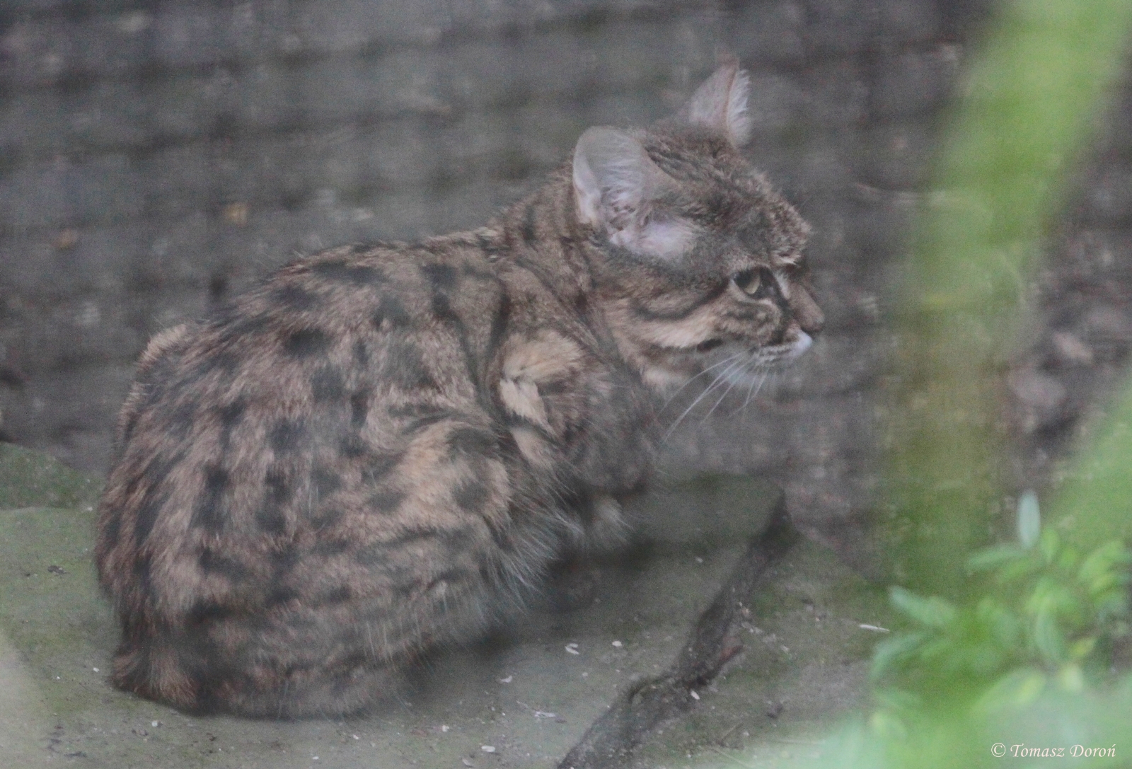 Black-footed Cat (Felis nigripes) male