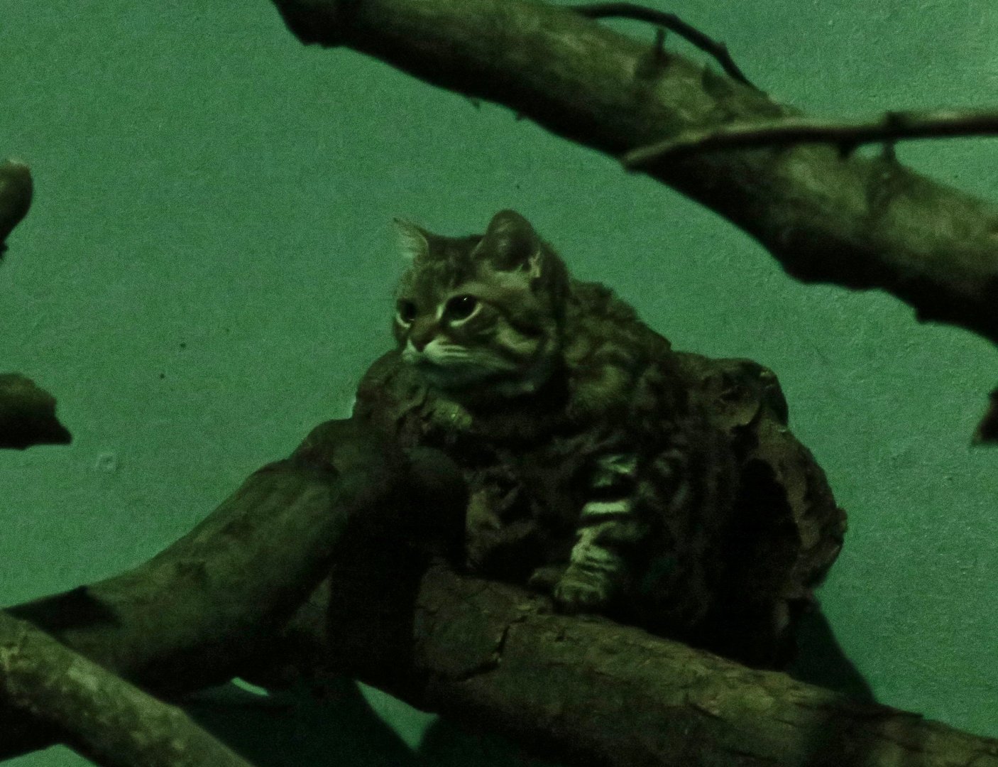 Black-Footed Cat (Felis nigripes)